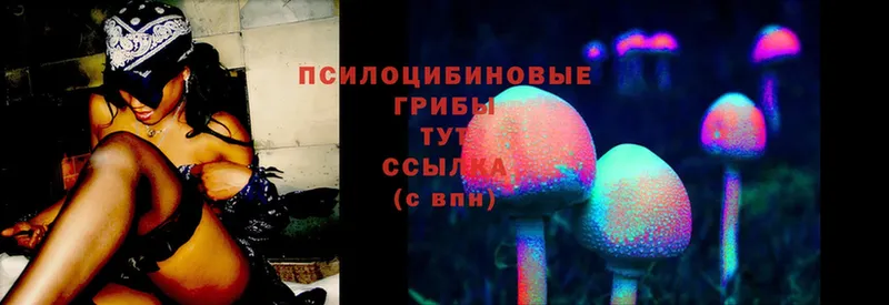 закладка  Торжок  Псилоцибиновые грибы Magic Shrooms 